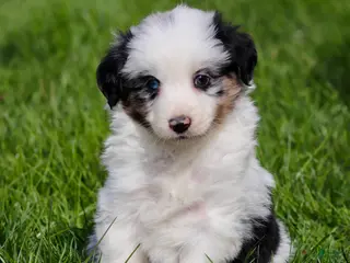 Miniature Australian Shepherd dogs for sale: Jerry - Ad 4