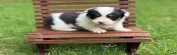 Mixed Breed dogs for sale: Mismark Girl - Ad 3