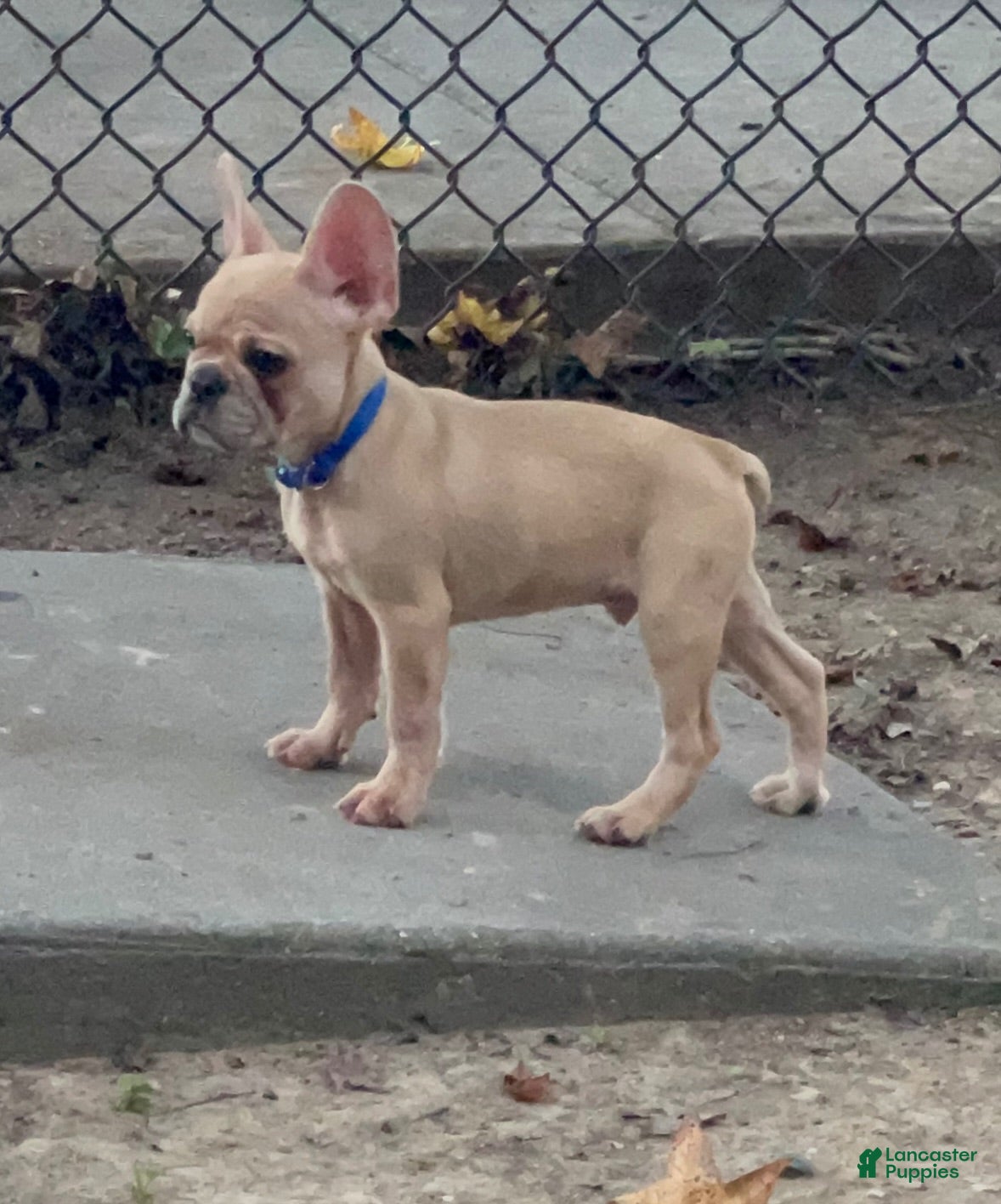 French Bulldog dogs Speedy gonzales - Ad 24