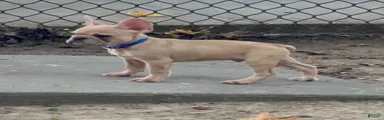 Speedy gonzales