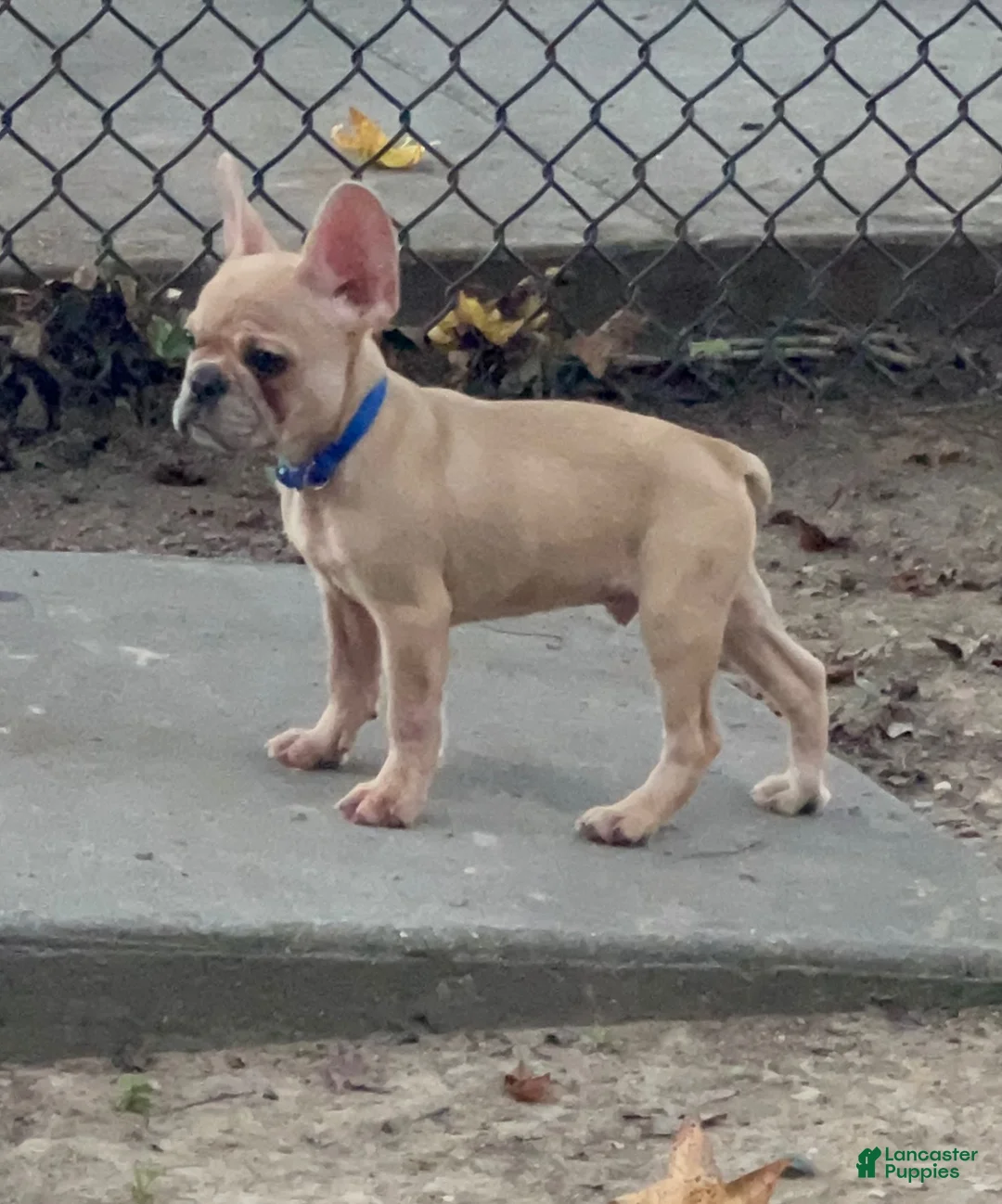 French Bulldog dogs for sale: Speedy gonzales - Ad 1