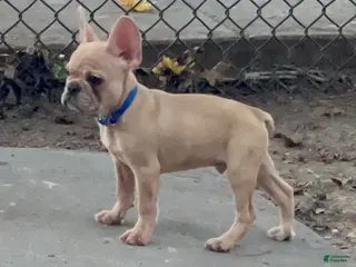 French Bulldog dogs Speedy Gonzales - Ad 40