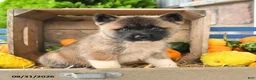 Akita dogs for sale: Naoki - Ad 3