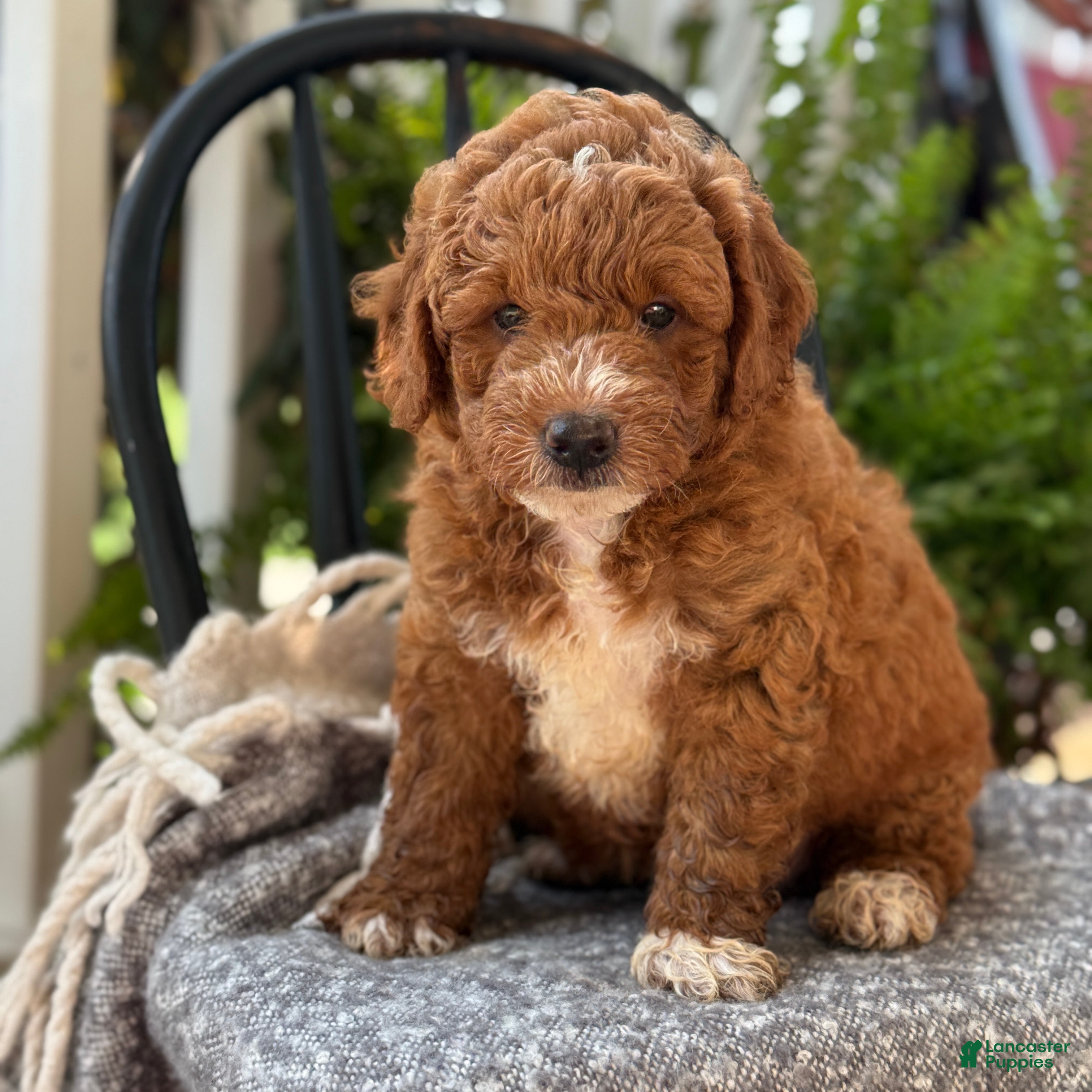 Mini Goldendoodle dogs Waffles - Ad 1