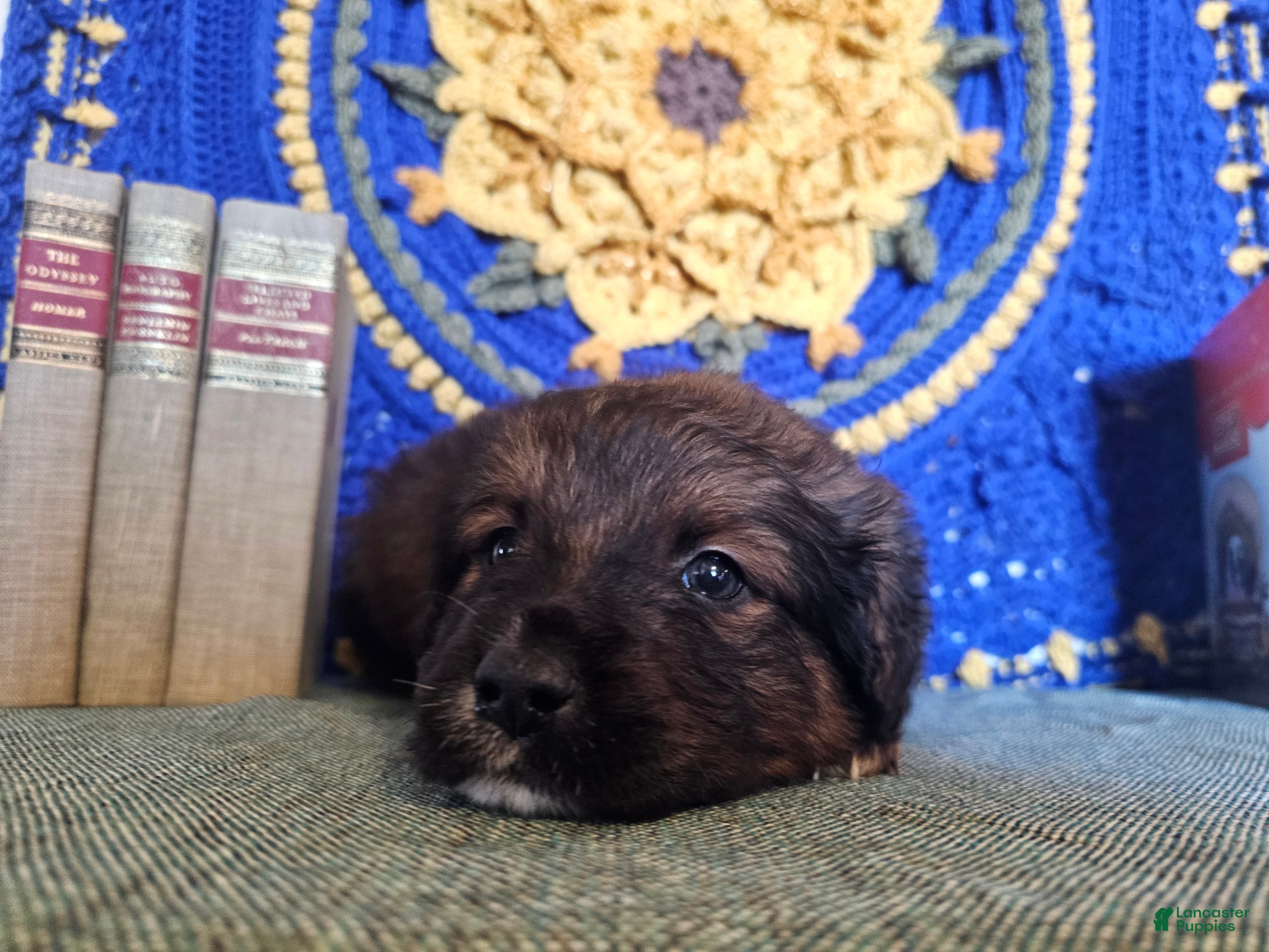 Mixed Breed dogs Briar. - Ad 1