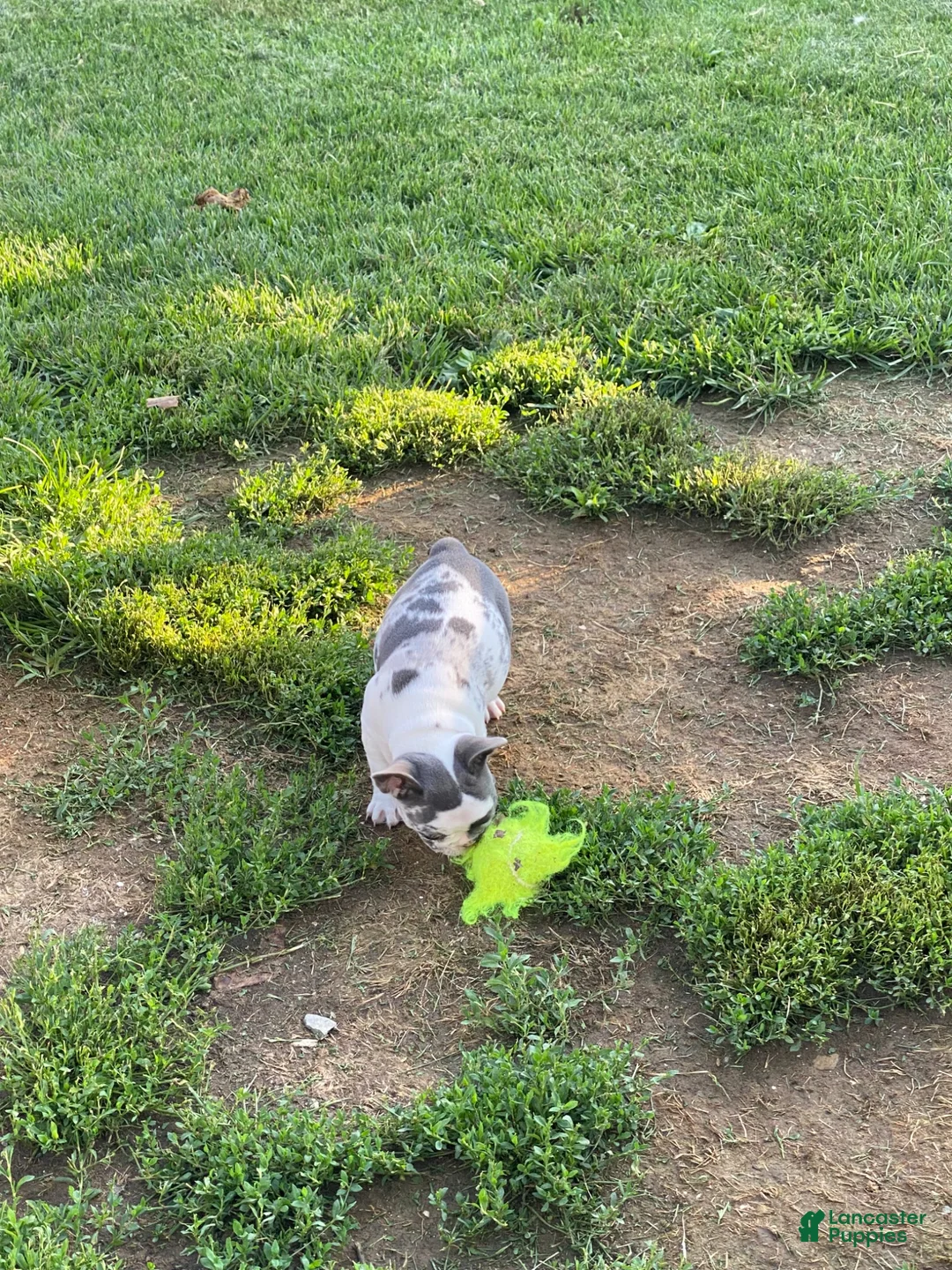 French Bulldog dogs for sale: French Bulldog 2 - Ad 10