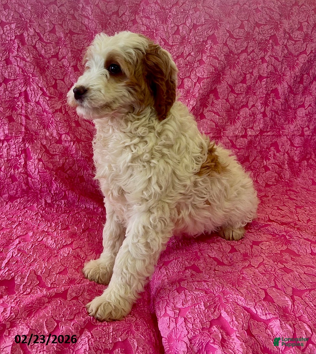 Mini Goldendoodle dogs Daffodil - Ad 2