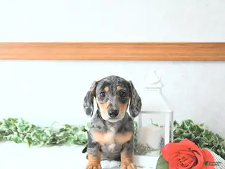 Miniature Dachshund dogs Beau - Ad 11