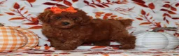 Toy Poodle dogs for sale: Poppy  - Ad 3