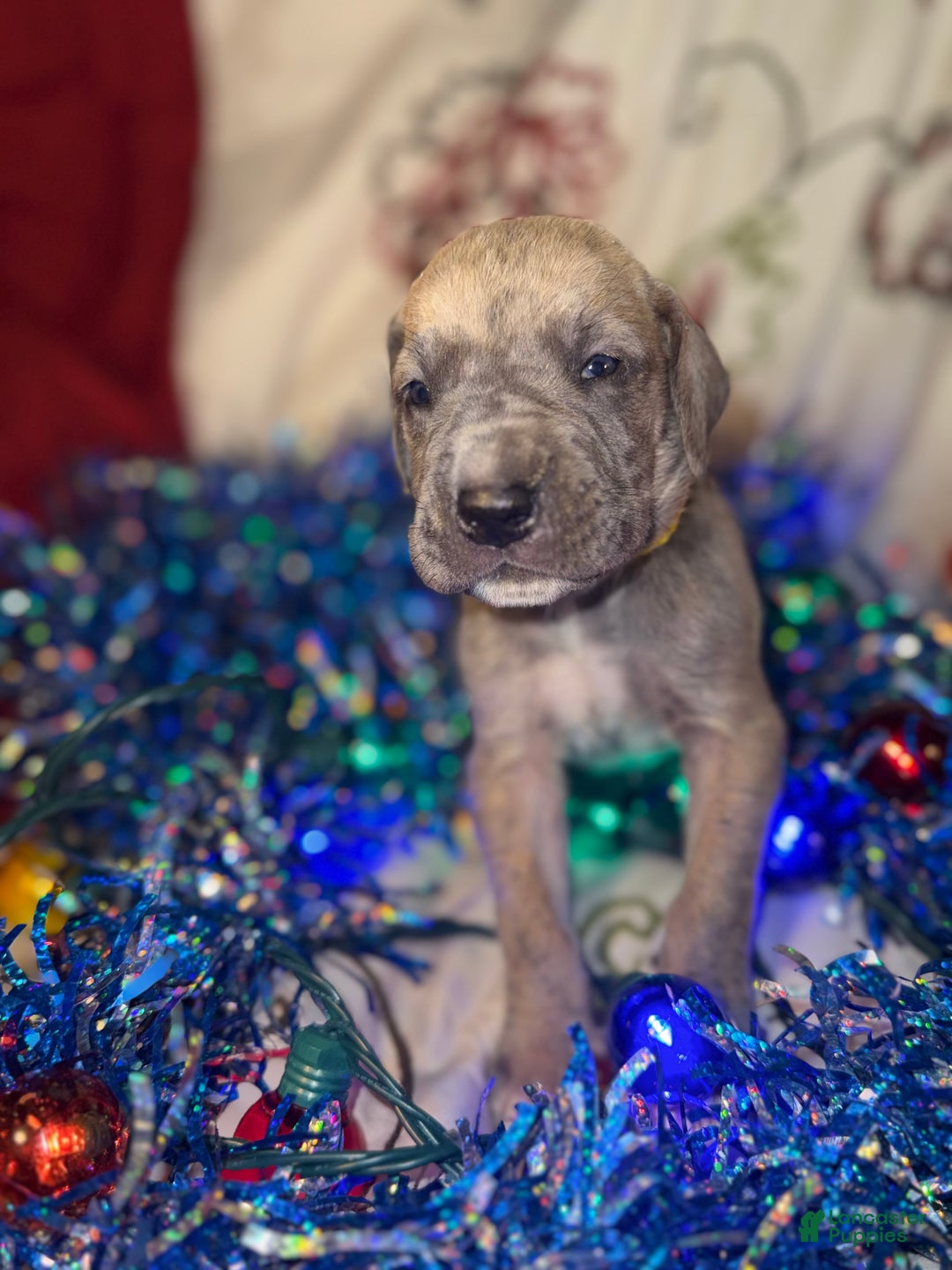 Great Dane dogs for sale: Oscar - Ad 10