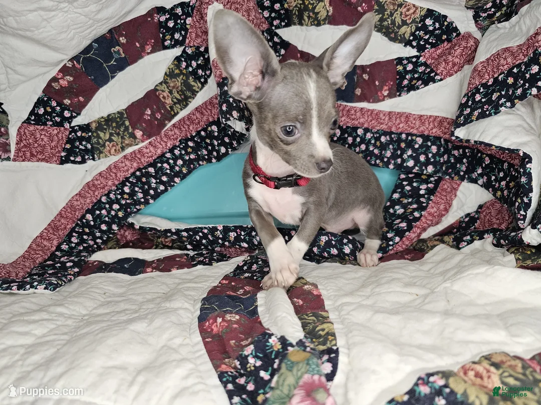 Chihuahua dogs for sale: Logan's Run (Blue Coat) - Ad 2
