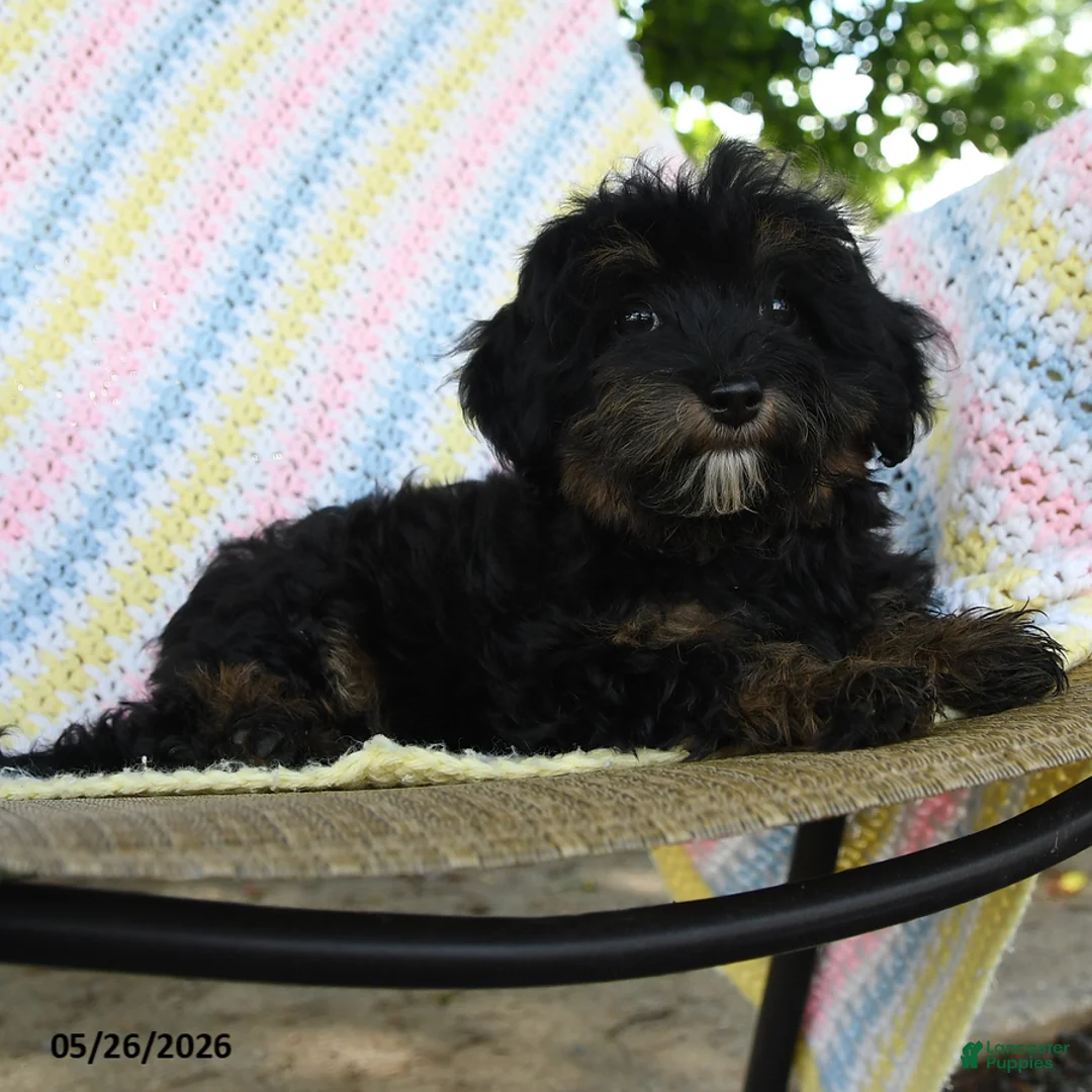 Havapoo dogs for sale: Sprinkle - Ad 2