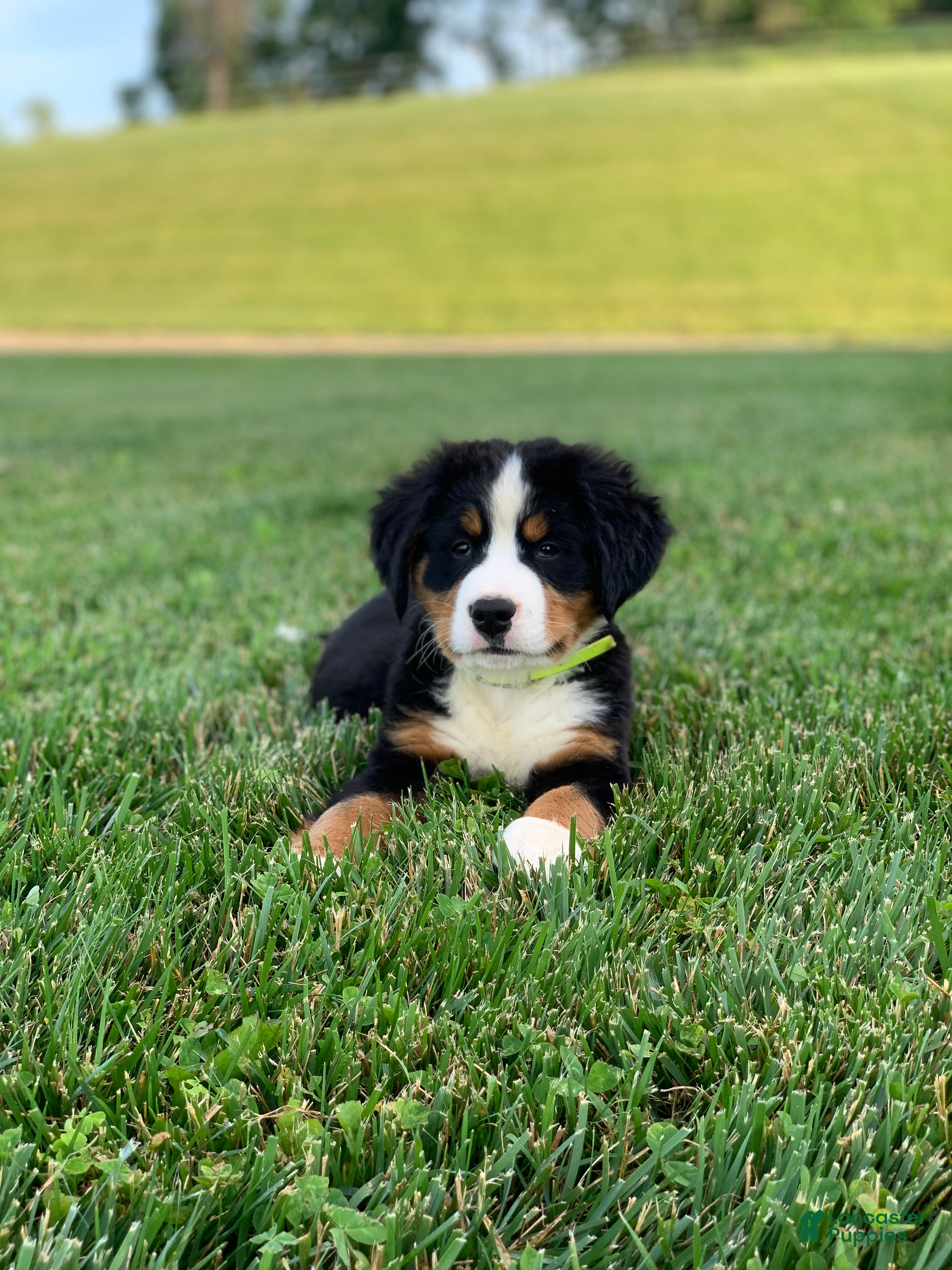 Bernese Mountain Dog dogs North - Ad 2