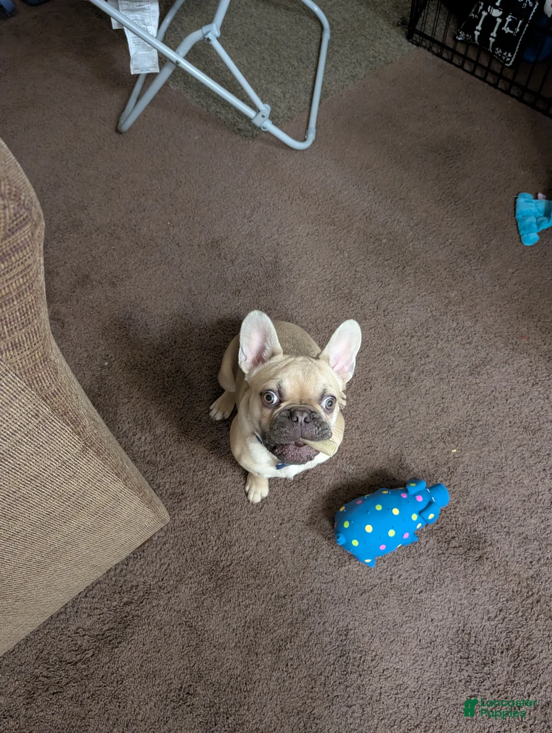 French Bulldog dogs for sale: French Bulldog Puppy 1 - Ad 2