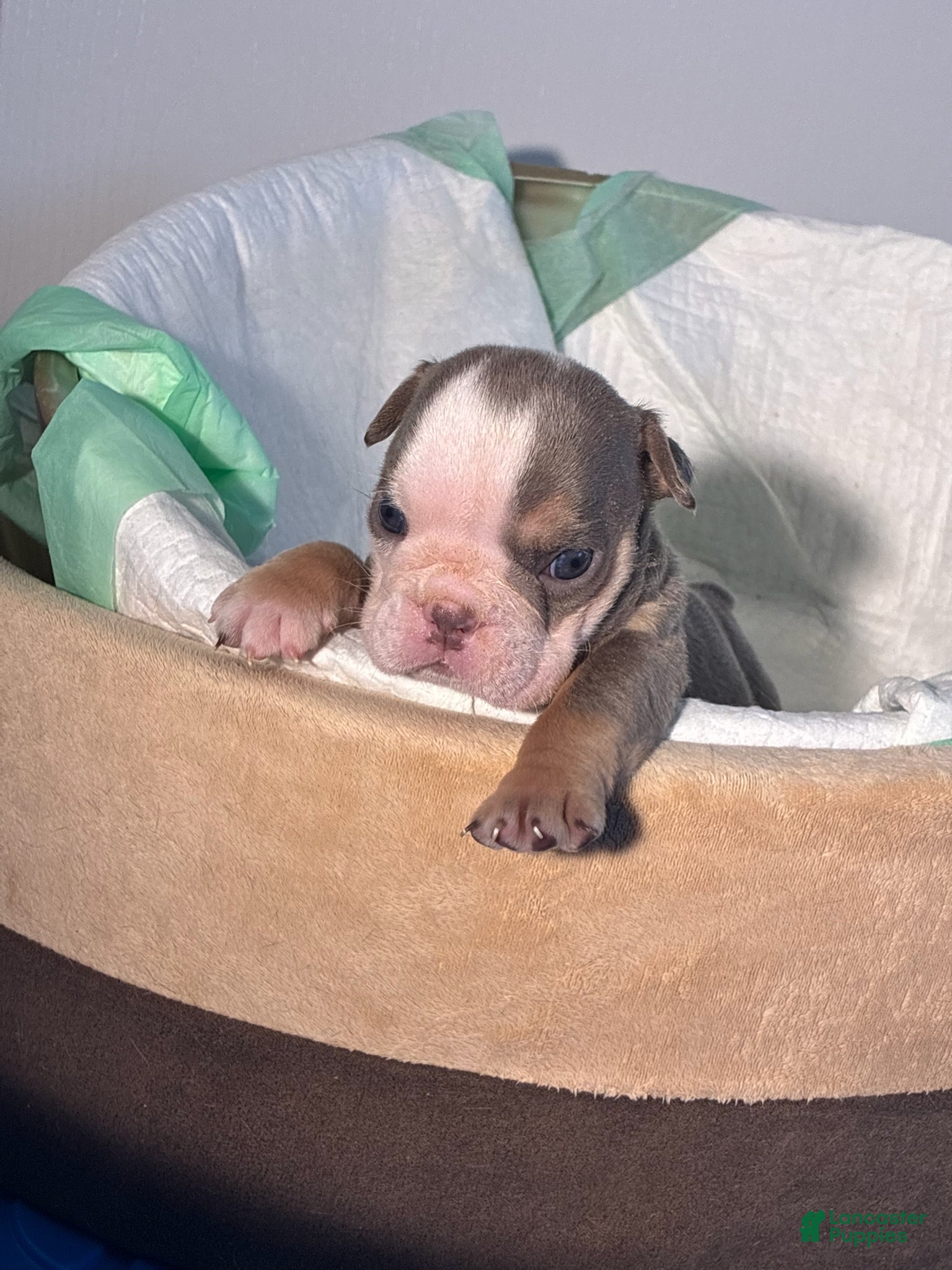 English Bulldog dogs Blue Ivy - Ad 1