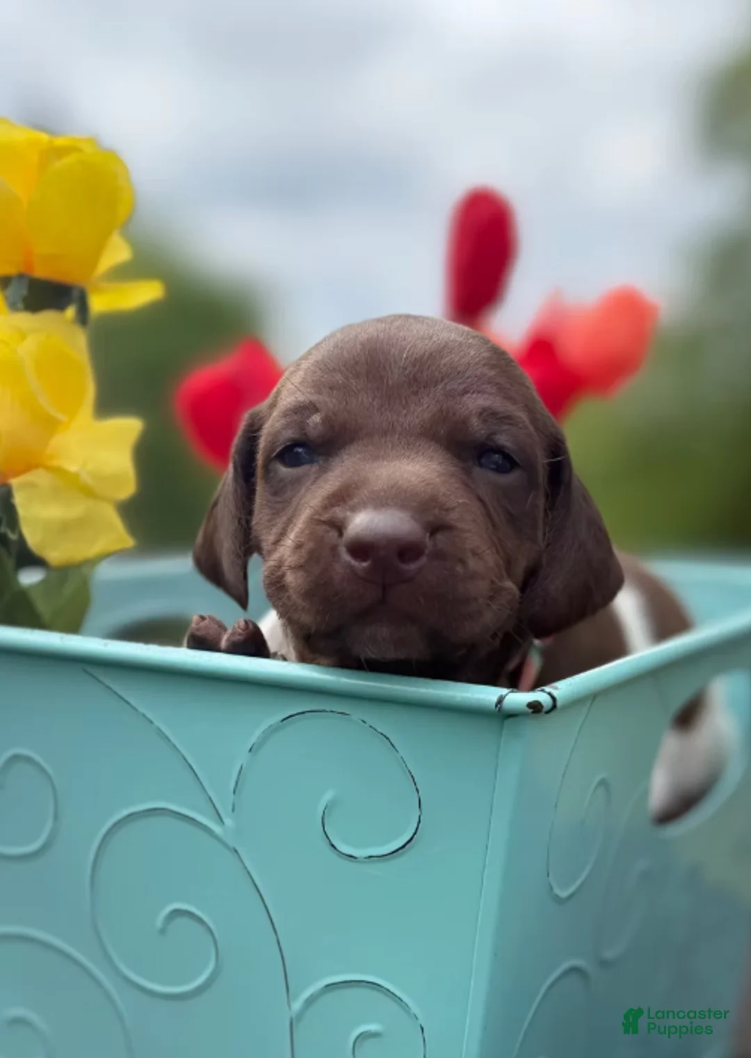 German Shorthaired Pointer dogs for sale: Barrett - Ad 2