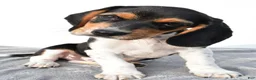 Beagle dogs for sale: Adam - Ad 7
