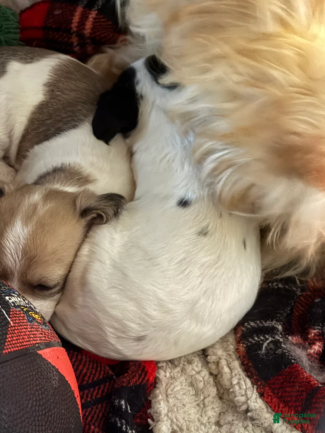 Mixed Breed dogs for sale: Toffee - Ad 6