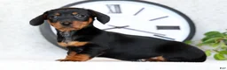 Miniature Dachshund dogs for sale: Fern - Ad 8