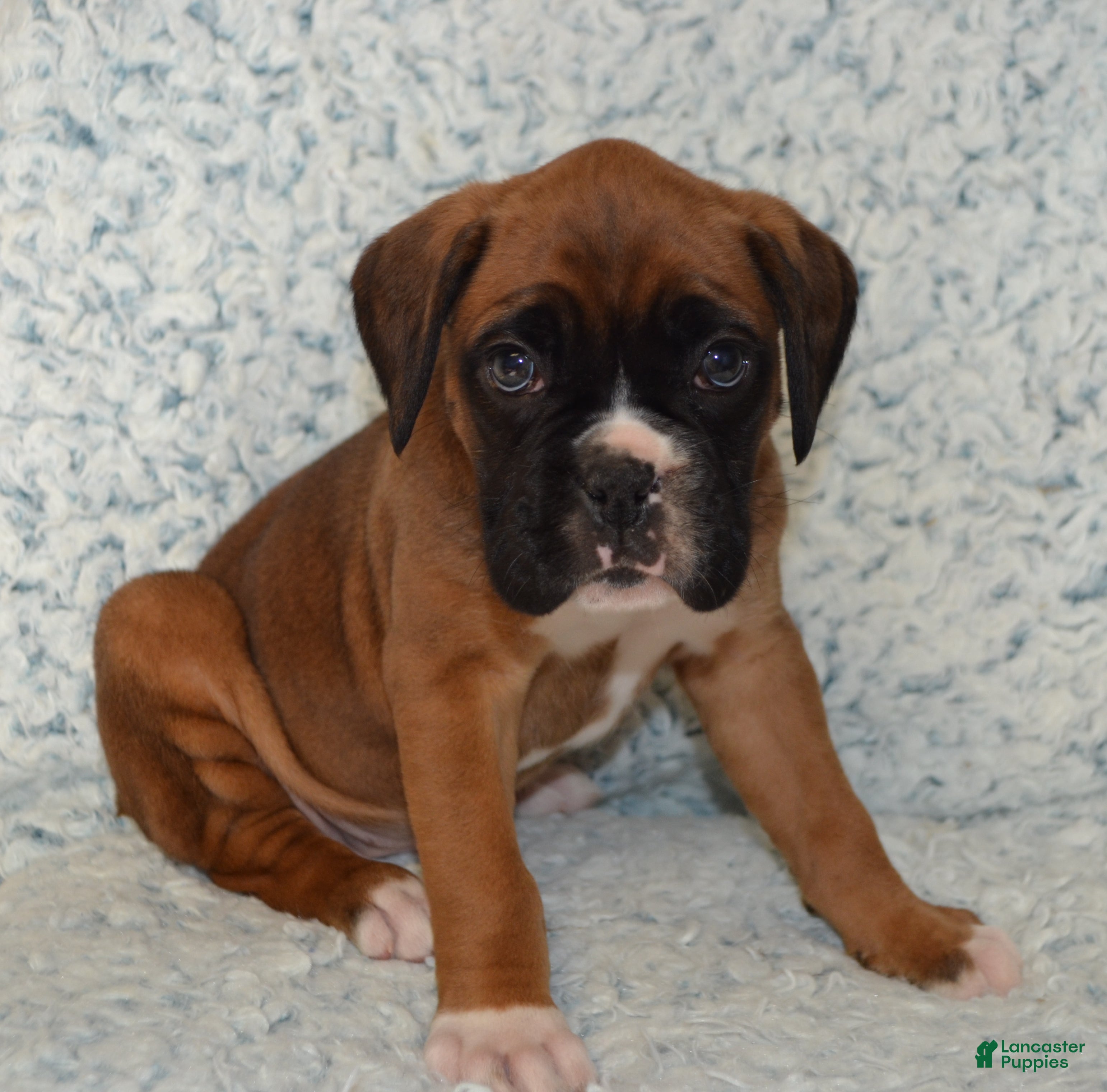 Boxer dogs Sophie - Ad 2