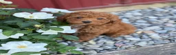 Toy Poodle dogs for sale: Pepper - Ad 4