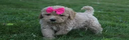Mini Goldendoodle dogs for sale: Daisy 🎀 - Ad 2