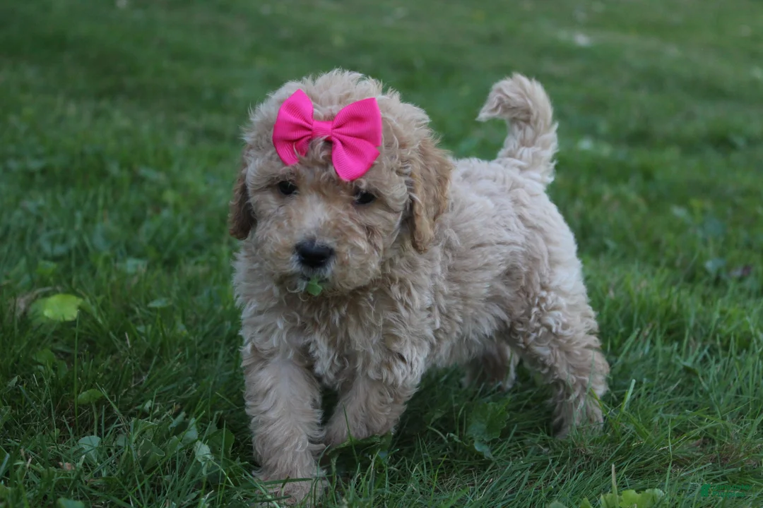 Mini Goldendoodle dogs for sale: Daisy 🎀 - Ad 2