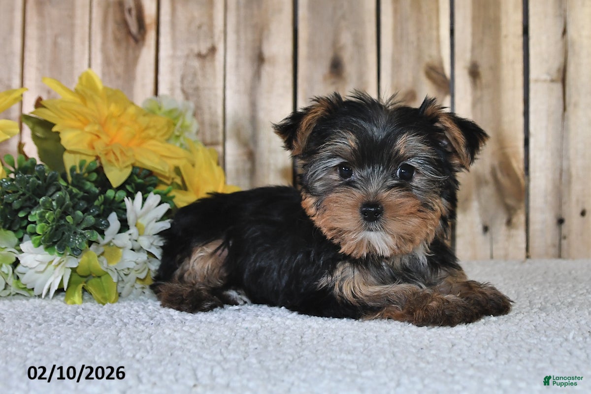 Yorkshire Terrier dogs Janice - Ad 30