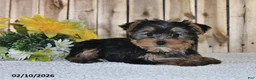 Yorkshire Terrier dogs for sale: Janice - Ad 1