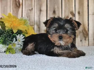Yorkshire Terrier dogs Janice - Ad 30