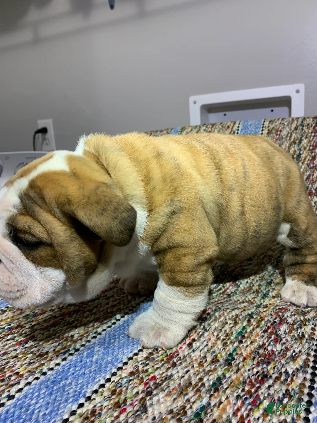 Mixed Breed dogs for sale: Chloe - Ad 8