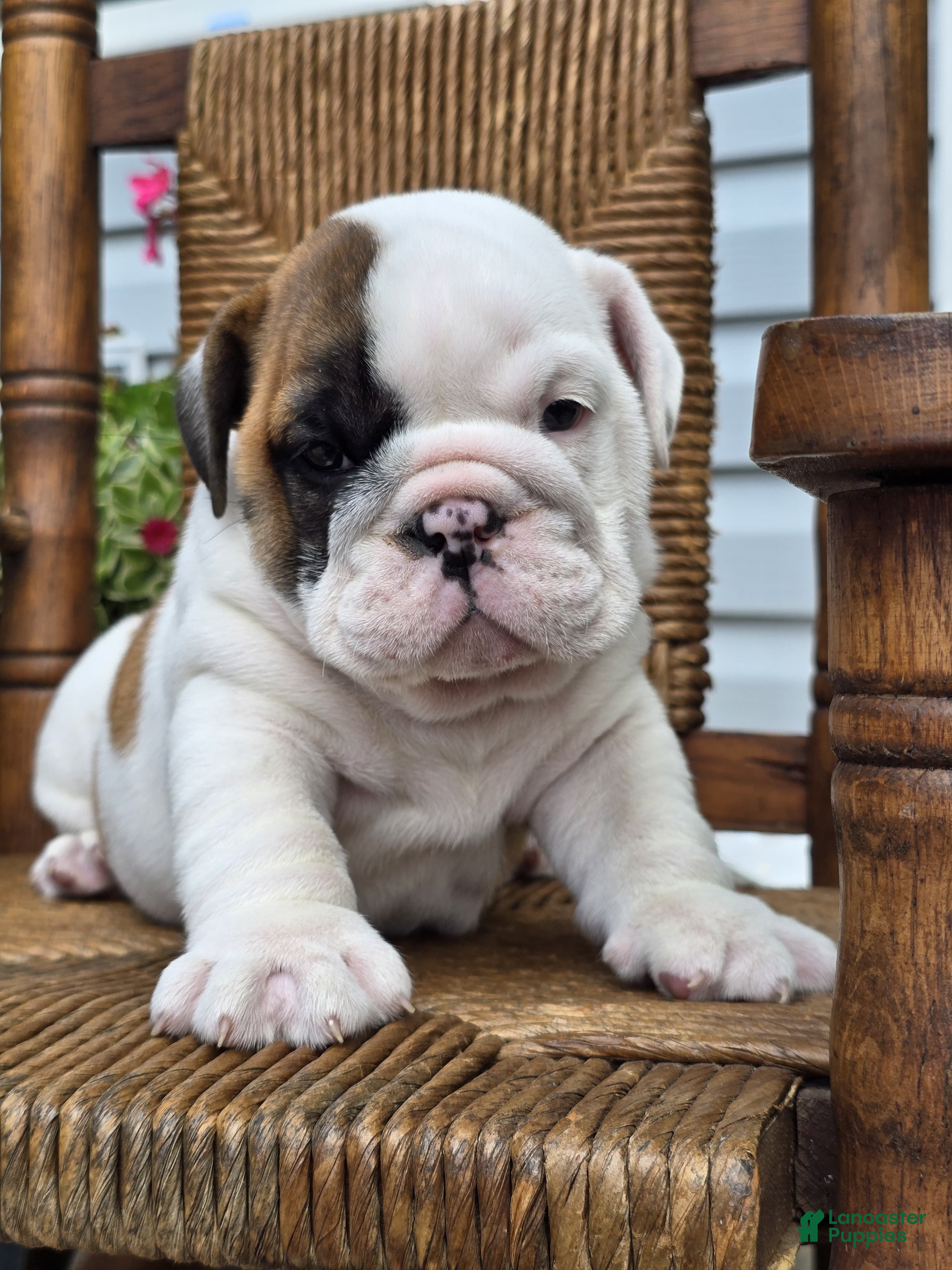 English Bulldog dogs Bowie - Ad 2