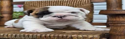English Bulldog dogs for sale: Bowie - Ad 2