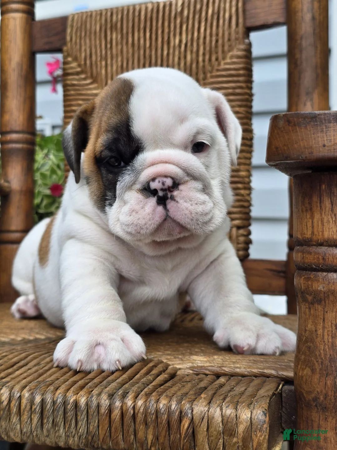 English Bulldog dogs for sale: Bowie - Ad 2