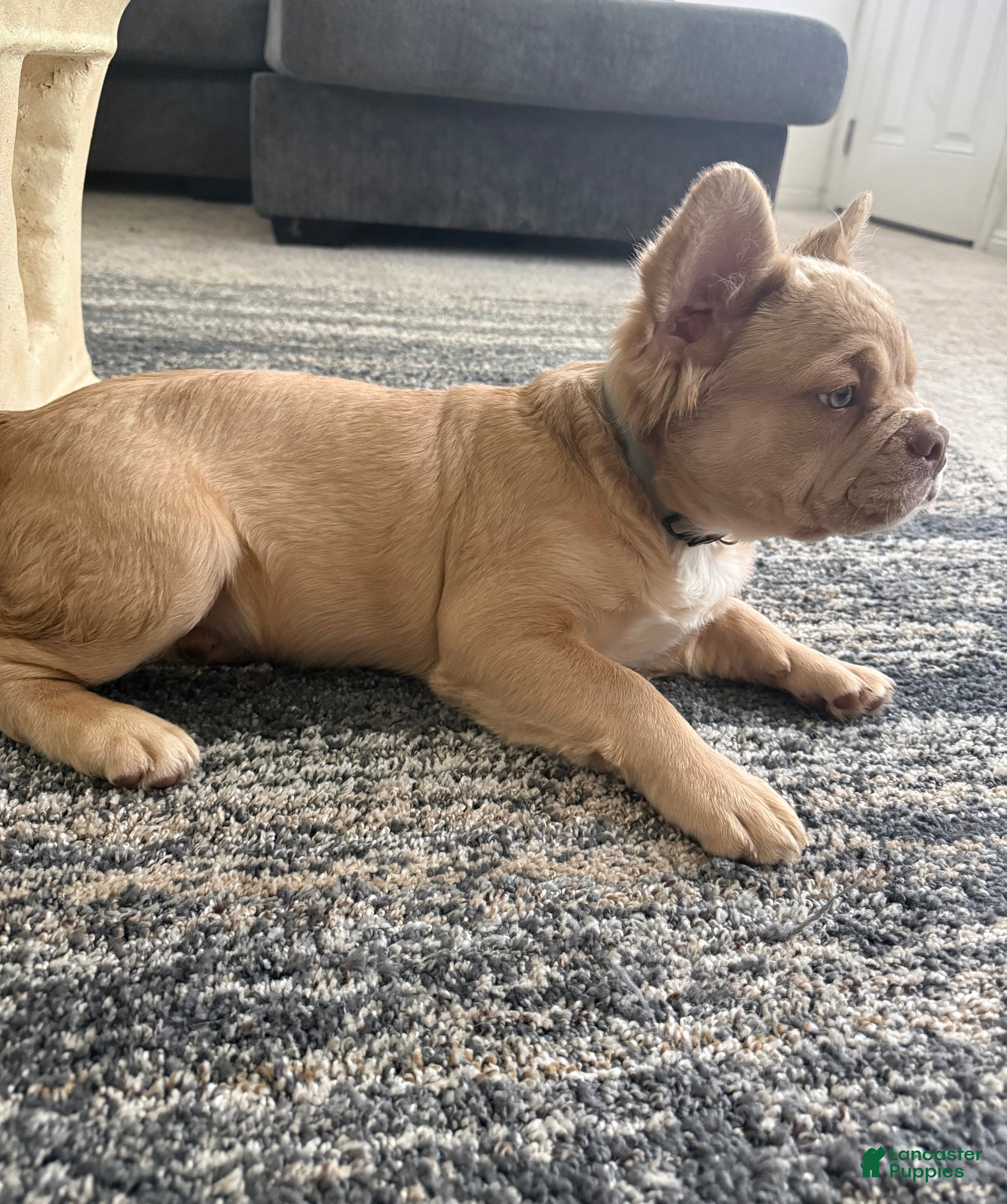 French Bulldog dogs Sunshine  - Ad 2