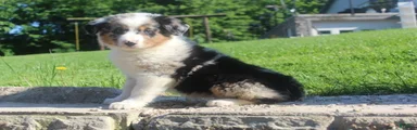 Australian Shepherd Puppy 5