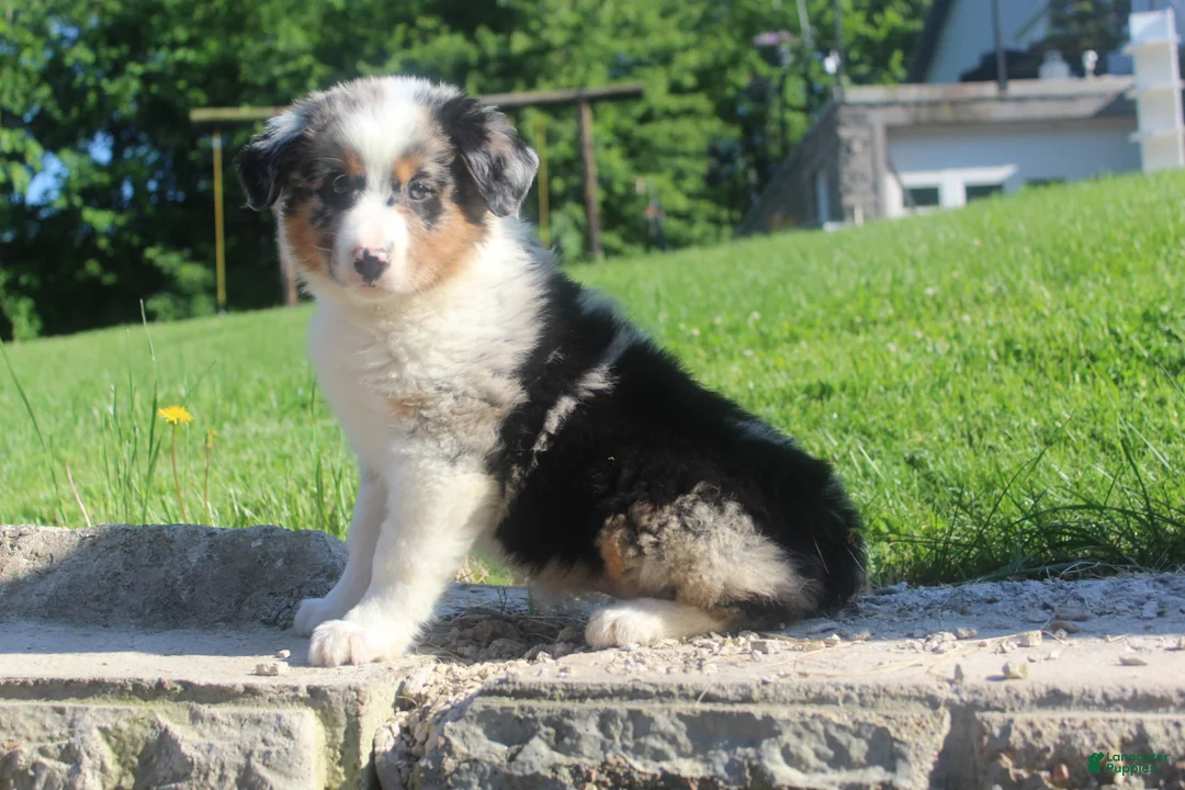 Australian Shepherd dogs for sale: Australian Shepherd Puppy 5 - Ad 1