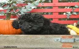 Mini Goldendoodle dogs for sale: Coconut - Image 9