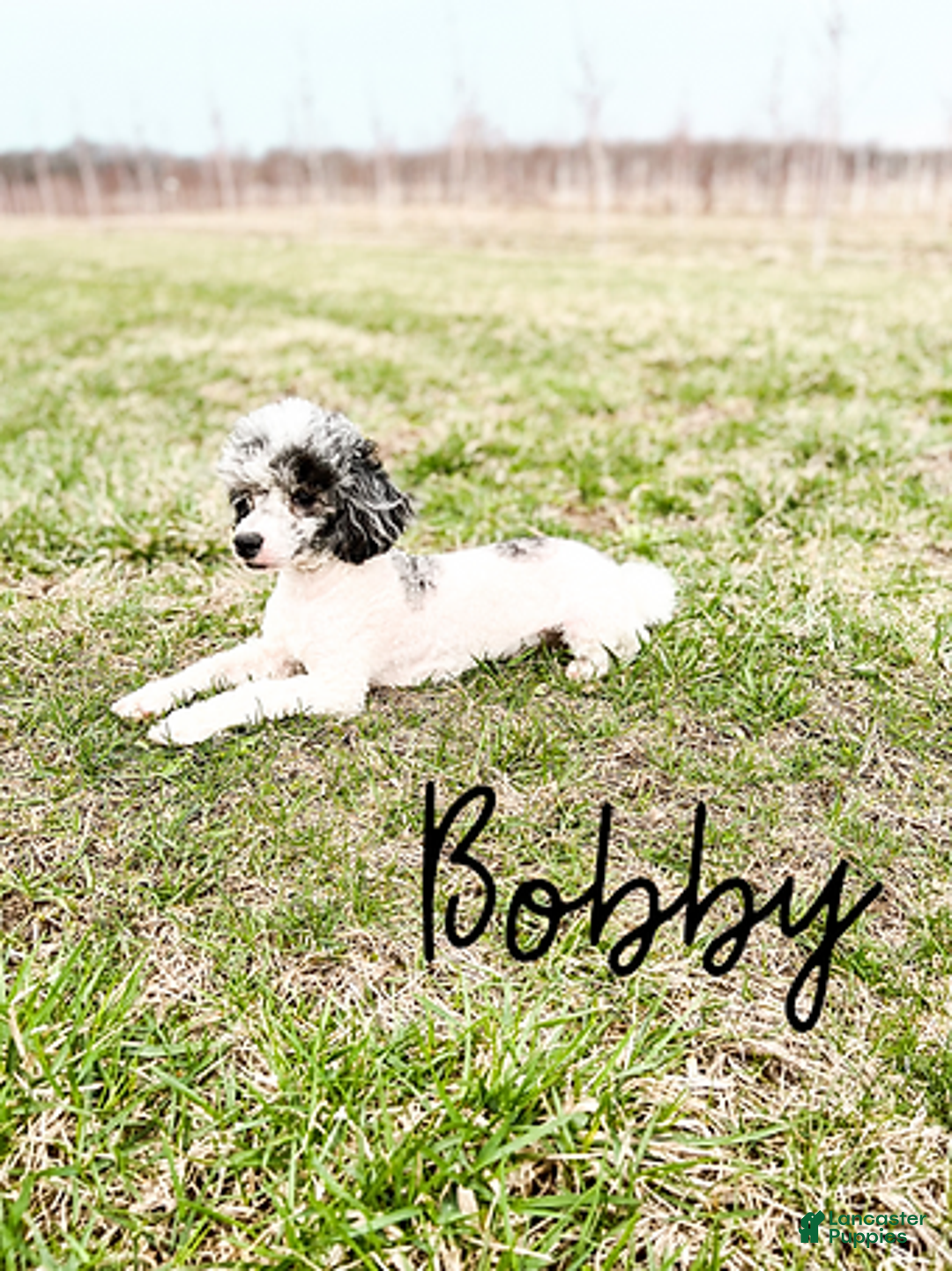 Cavapoo dogs for sale: Rochelle F1b Cavapoo Girl 🐶 - Ad 3