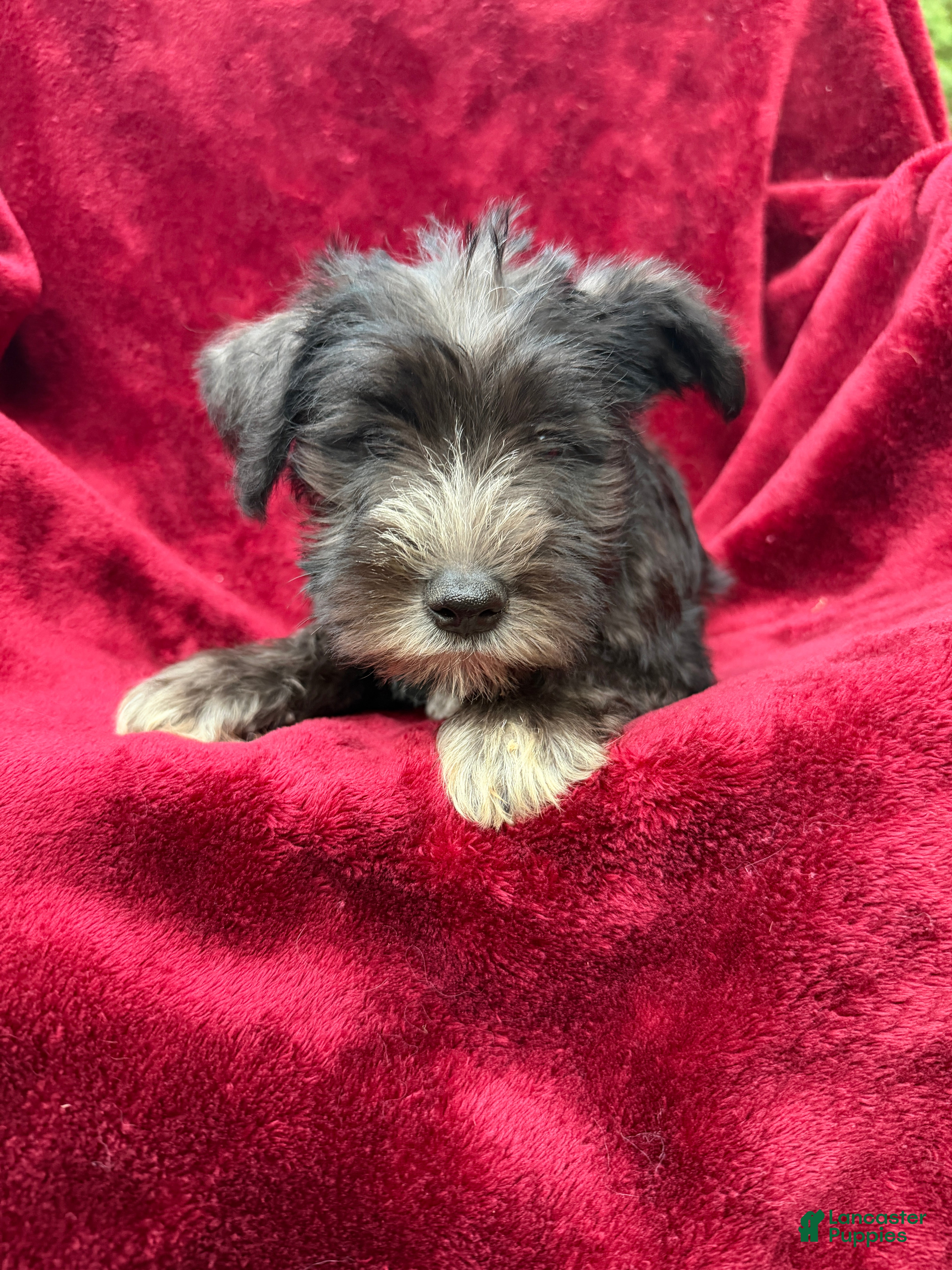 Miniature Schnauzer dogs Miniature Schnauzer 2 - Ad 2