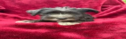 Miniature Schnauzer dogs for sale: Miniature Schnauzer 2 - Ad 2