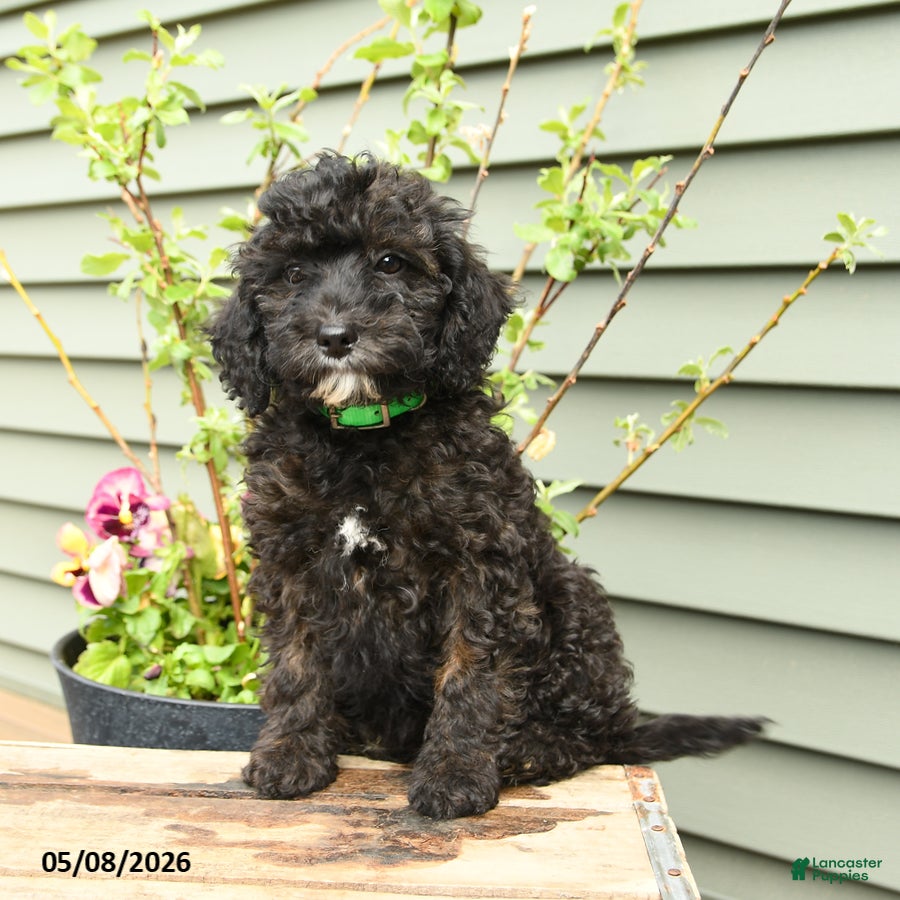 Shihpoo dogs Poppy - Ad 1