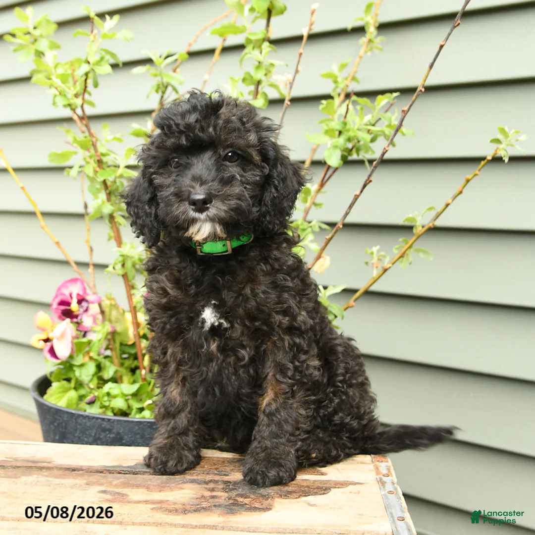 Shihpoo dogs for sale: Poppy - Ad 1