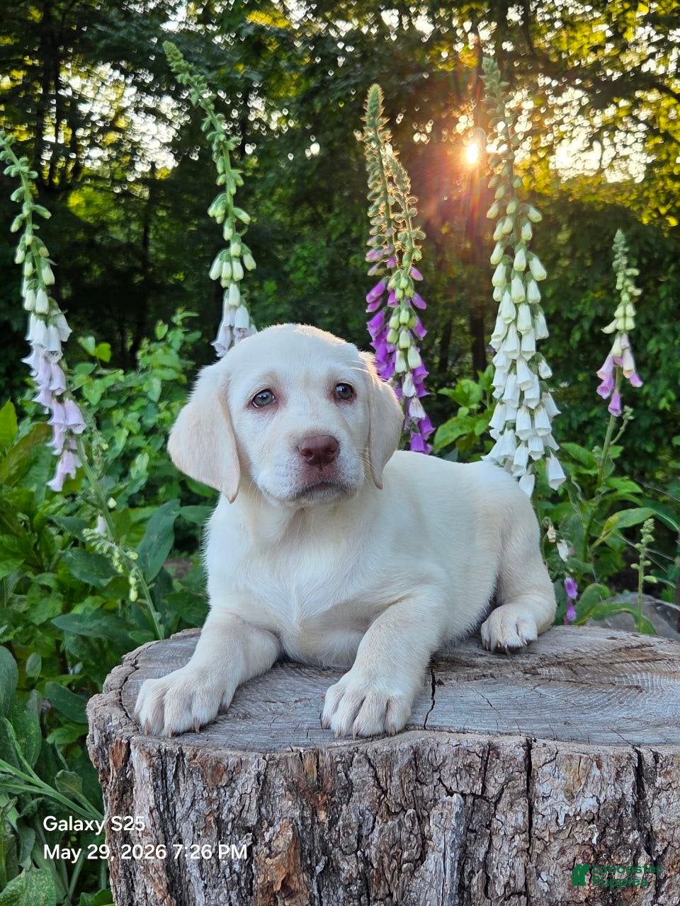 Labrador Retriever dogs Angel - Ad 1