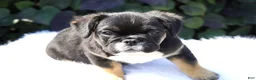 French Bulldog dogs for sale: Panda - Ad 11