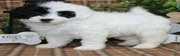 Sheepadoodle dogs for sale: TIlly - Ad 1