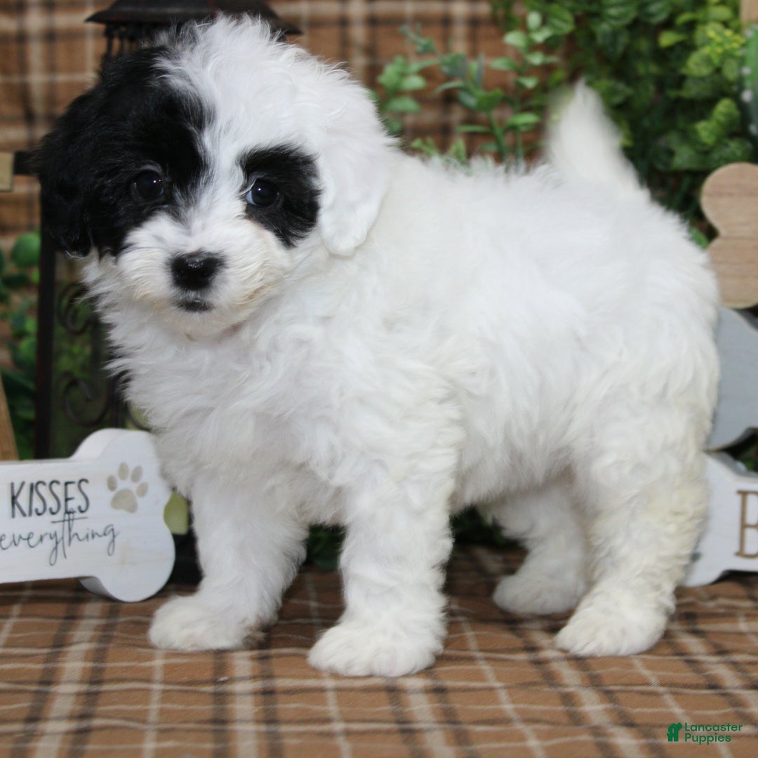Sheepadoodle dogs for sale: TIlly - Ad 1