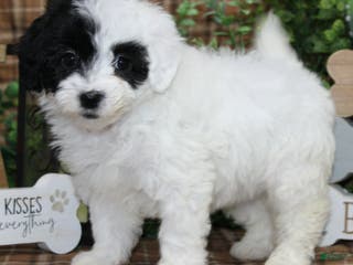 Sheepadoodle dogs TIlly - Ad 3