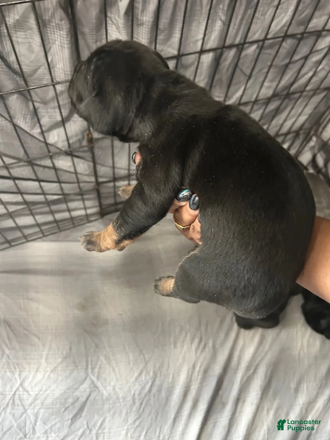 Cane Corso dogs for sale: Cane Corso Puppy 2 - Ad 1