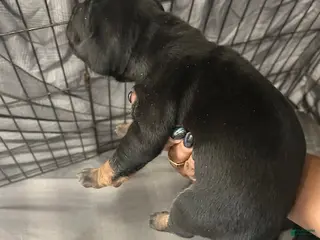 Cane Corso dogs for sale: Cane Corso Puppy 2 - Ad 2